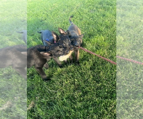 Medium Photo #4 Belgian Malinois Puppy For Sale in ROCHESTER, NY, USA