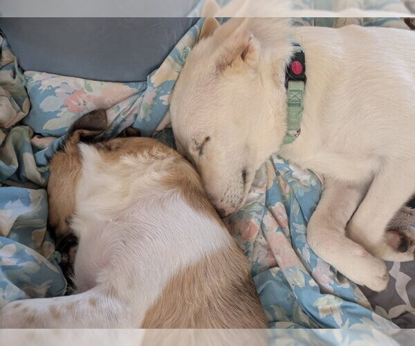 Medium Photo #6 Mutt Puppy For Sale in PIPE CREEK, TX, USA