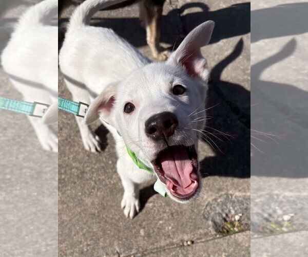 Medium Photo #24 Siberian Husky-Unknown Mix Puppy For Sale in Holly Springs, NC, USA