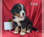 Puppy Finn Bernese Mountain Dog