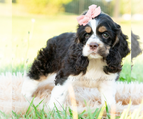 Medium Photo #5 Cocker Spaniel Puppy For Sale in WARSAW, IN, USA