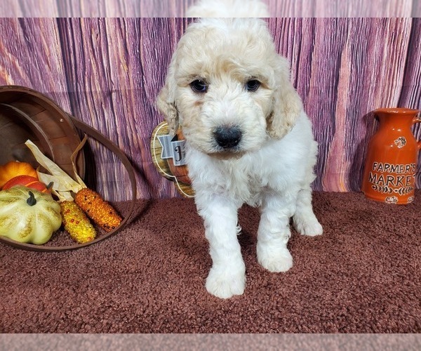Medium Photo #1 Goldendoodle Puppy For Sale in COLORADO SPRINGS, CO, USA