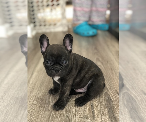 Medium Photo #4 French Bulldog Puppy For Sale in HOLTSVILLE, NY, USA