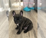 Small Photo #4 French Bulldog Puppy For Sale in HOLTSVILLE, NY, USA