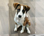 Small Boxer Mix
