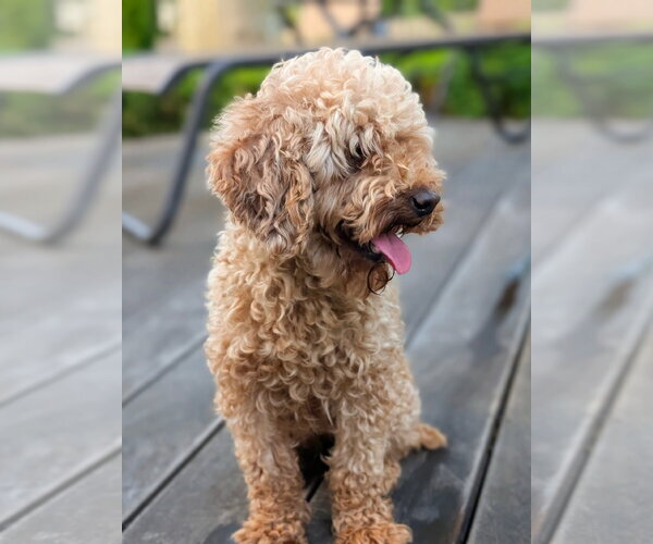 Medium Photo #3 Poodle (Toy) Puppy For Sale in Tenafly, NJ, USA