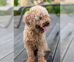 Small #2 Poodle (Toy)