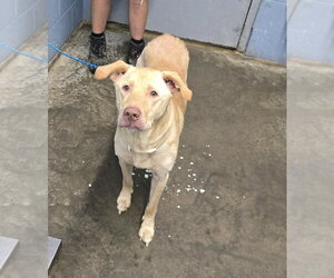 Labrador Retriever Dogs for adoption in Evansville, IN, USA