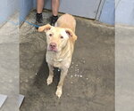 Chicken Nugget - Male Labrador Retriever Dog for Adoption - Small photo