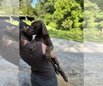 Small Photo #136 Great Dane Puppy For Sale in SPRAGGS, PA, USA