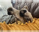 Small Photo #6 Pug Puppy For Sale in MARTINSBURG, WV, USA