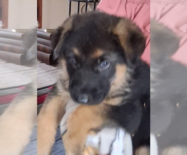 Medium Photo #7 German Shepherd Dog Puppy For Sale in WARSAW, IN, USA