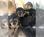 Small Photo #22 Airedale Terrier Puppy For Sale in MOSCOW, ID, USA