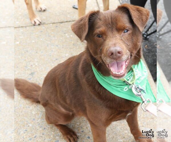 Medium Photo #3 Labbe Puppy For Sale in Washington, DC, USA