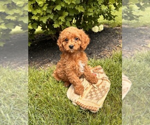 Cavapoo Puppy for Sale in MIDDLEBURY, Indiana USA