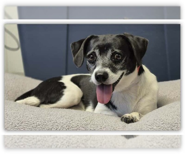 Medium Photo #6 Rat-Cha Puppy For Sale in Princeton, MN, USA