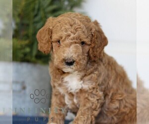 Goldendoodle (Miniature) Puppy for sale in LANCASTER, PA, USA
