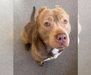 Mutt Dogs for adoption in Low Moor, VA, USA