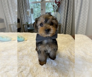 Yorkshire Terrier Puppy for Sale in GRAND RAPIDS, Michigan USA