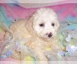 Small #3 Poodle (Toy)