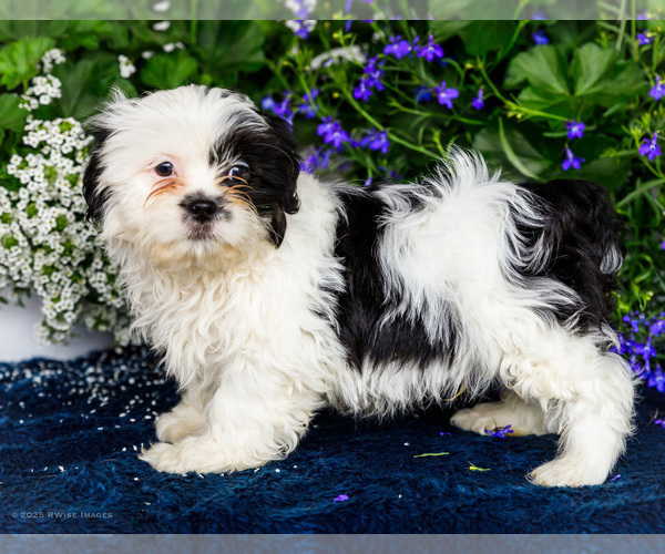 Medium Photo #15 Shih Tzu Puppy For Sale in WAKARUSA, IN, USA