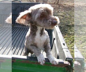 Havanese Dog for Adoption in WEST CONCORD, Minnesota USA