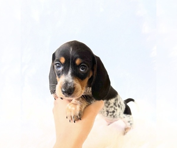 Medium Photo #8 Dachshund Puppy For Sale in DAVIS, CA, USA
