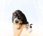Small #7 Dachshund