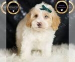 Small Photo #79 Yorkipoo Puppy For Sale in WARSAW, IN, USA