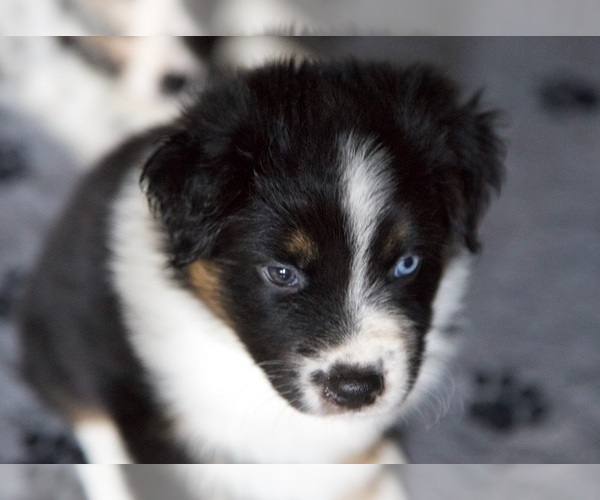 Medium Photo #27 Australian Shepherd Puppy For Sale in GREER, SC, USA