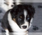 Small Photo #27 Australian Shepherd Puppy For Sale in GREER, SC, USA