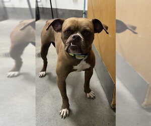 American Bulldog Dogs for adoption in Forestville, MD, USA