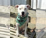 Small #1 American Pit Bull Terrier Mix