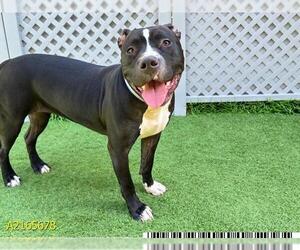 American Pit Bull Terrier Dogs for adoption in West Palm Beach, FL, USA