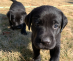 Small Photo #16 Labrador Retriever Puppy For Sale in ATHENS, GA, USA
