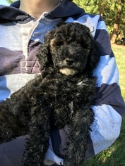 Poodle (Miniature) Puppy for sale in BATTLE GROUND, WA, USA