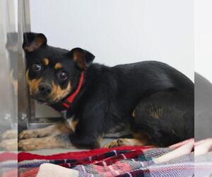 Chihuahua-Unknown Mix Dogs for adoption in San Antonio, TX, USA