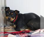 Small Chihuahua Mix