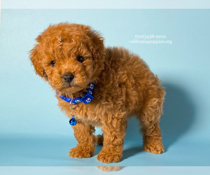 Poodle (Toy) Puppy for sale in FONTANA, CA, USA