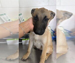 German Shepherd Dog Dogs for adoption in San Bernardino, CA, USA
