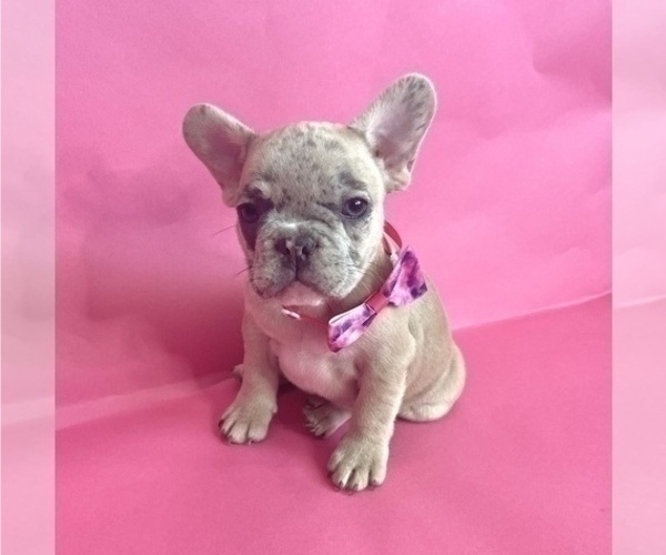 Medium Photo #6 French Bulldog Puppy For Sale in ATHERTON, CA, USA