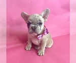 Small Photo #6 French Bulldog Puppy For Sale in ATHERTON, CA, USA