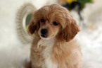 Small Photo #12 Havanese-Poodle (Toy) Mix Puppy For Sale in HOUSTON, TX, USA