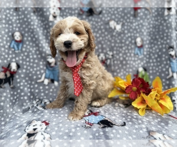 Medium Photo #2 Cock-A-Poo Puppy For Sale in LAKELAND, FL, USA