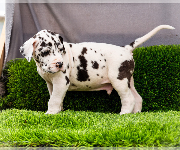 Medium Photo #29 Great Dane Puppy For Sale in WAKARUSA, IN, USA
