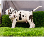 Small Photo #29 Great Dane Puppy For Sale in WAKARUSA, IN, USA