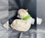 Small Photo #9 Maltese-Morkie Mix Puppy For Sale in PEORIA, IL, USA