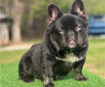 Small Photo #1 French Bulldog Puppy For Sale in ROCK HILL, SC, USA