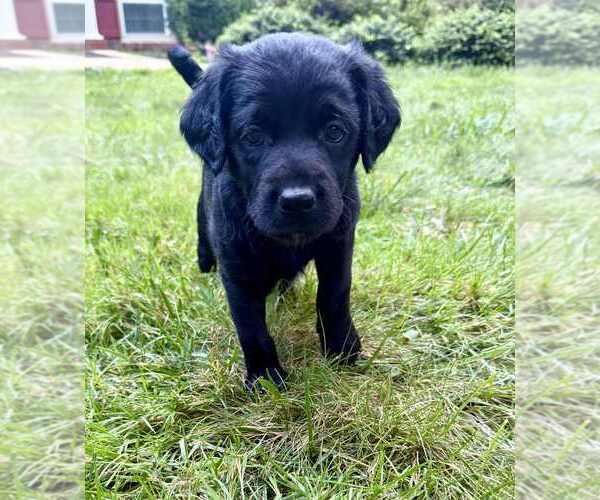 Medium Photo #27 Aussiedoodle-Labradoodle Mix Puppy For Sale in BRYANTOWN, MD, USA