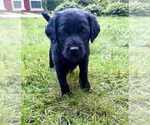 Small #5 Aussiedoodle-Labradoodle Mix